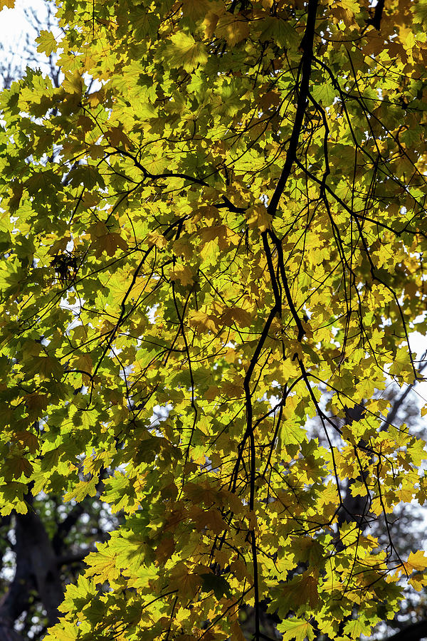 Fall Foliage #185 Photograph by Robert Ullmann