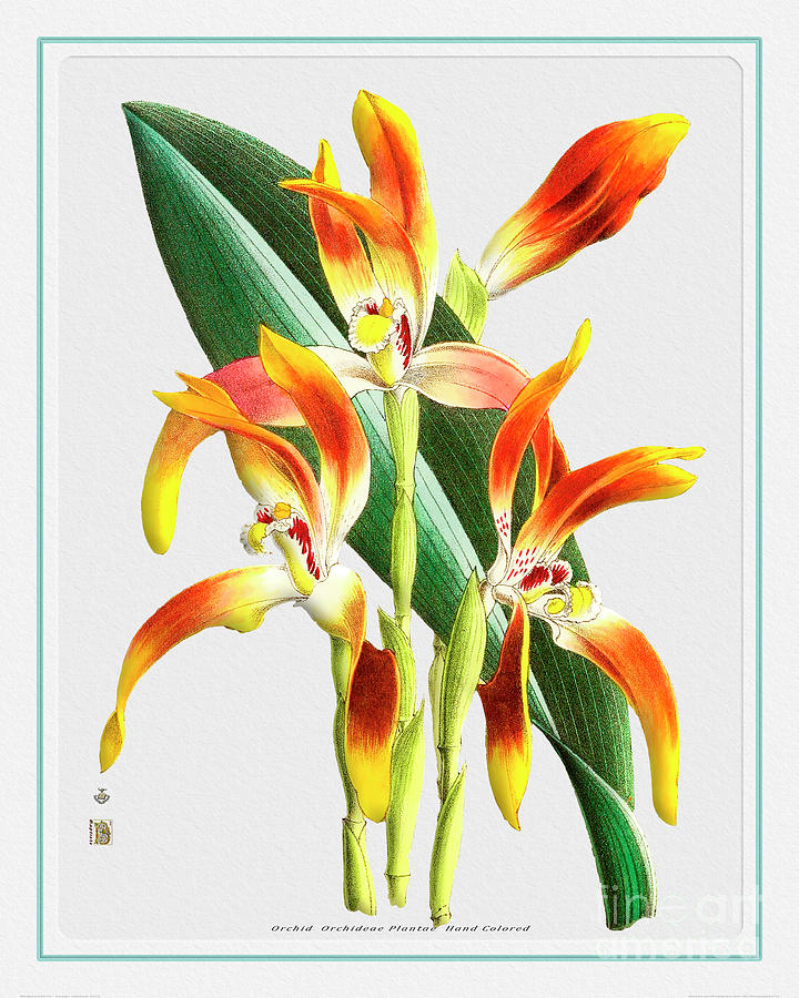 Vintage Drawing - Orchid Flower Orchideae Plantae Exotica by Baptiste Posters