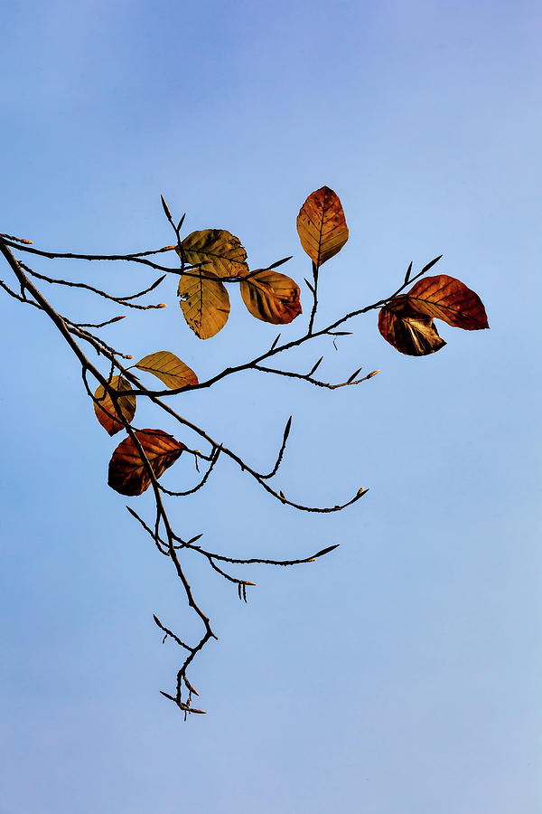 Fall Foliage #186 Photograph by Robert Ullmann