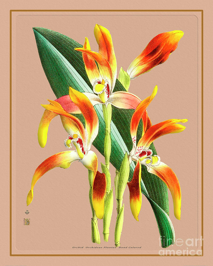 Vintage Drawing - Orchid Flower Orchideae Plantae Exotica #186 by Baptiste Posters