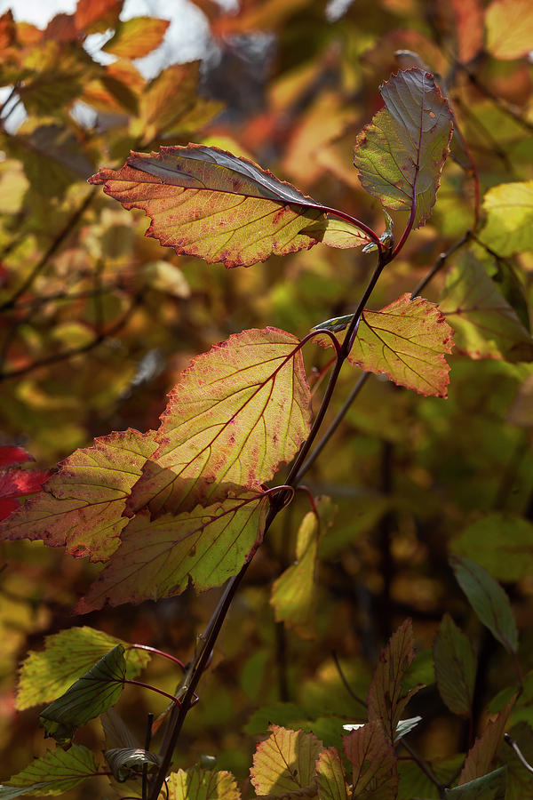 Fall Foliage #187 Photograph by Robert Ullmann