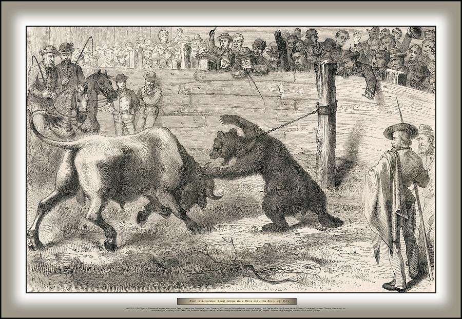 1877 Sports In California Fighting Between A Bear And A Bull Painting