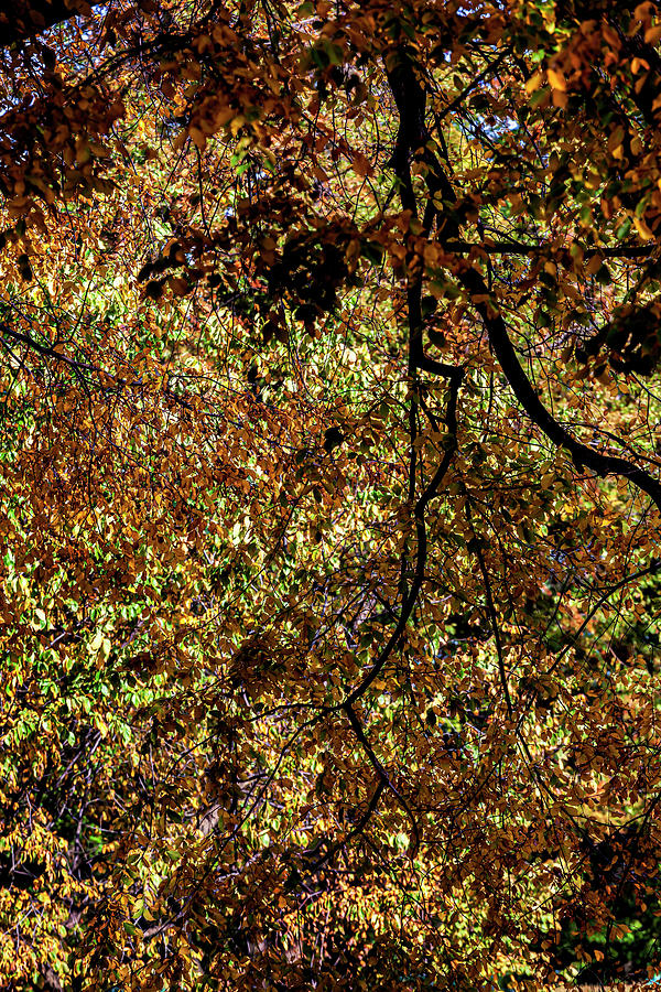 Fall Foliage  #188 Photograph by Robert Ullmann