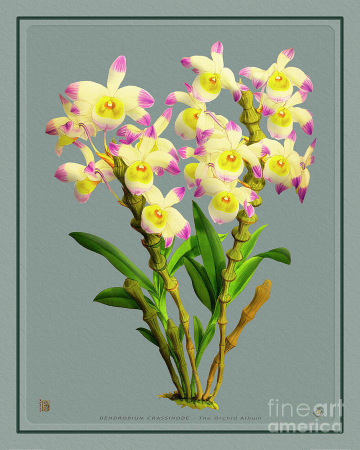Orchid Vintage Print On Colored Paperboard Drawing