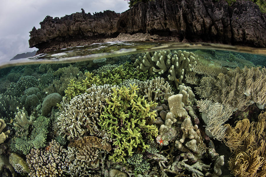 A Beautiful Coral Reef Thrives Among #19 Photograph by Ethan Daniels