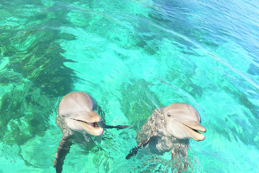 Bottlenose Dolphins, Caribbean Sea Photograph by Stuart Westmorland ...