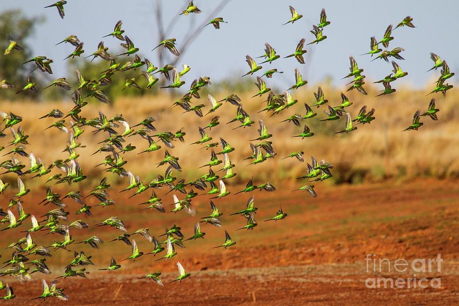 Animal Photograph - Budgerigars Flocking To Find Water #19 by Paul Williams/science Photo Library