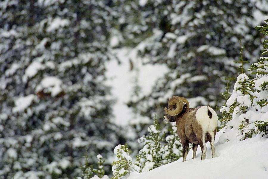 Canada, Alberta, Rocky Mountains #19 Photograph by Don White Canada, Alberta, Rocky Mountains #19 Photograph by Don White