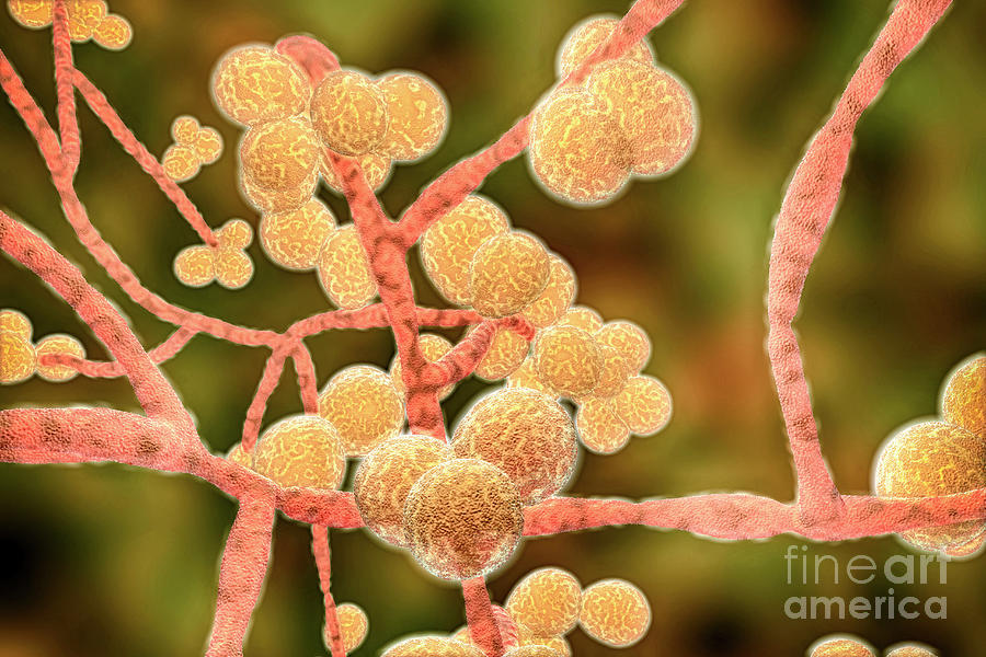 Candida Auris Fungi Photograph By Kateryna Konscience Photo Library Pixels 