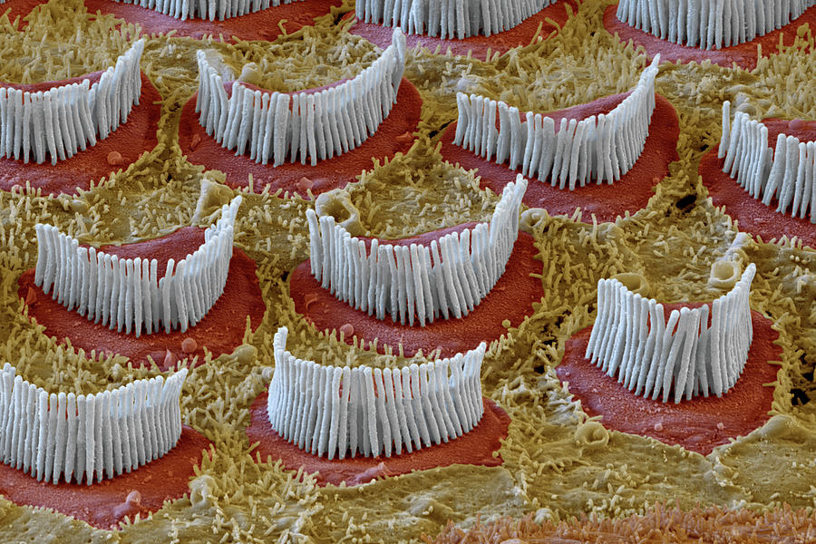 Cochlea Outer Hair Cells, Sem #19 Photograph by Oliver Meckes EYE OF SCIENCE