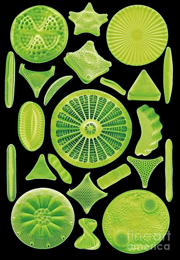 Nature Photograph - Diatoms #19 by Steve Gschmeissner/science Photo Library