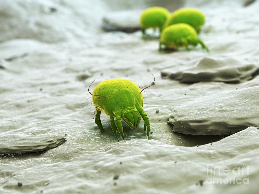 Dust Mites #19 Photograph by Sebastian Kaulitzki/science Photo Library