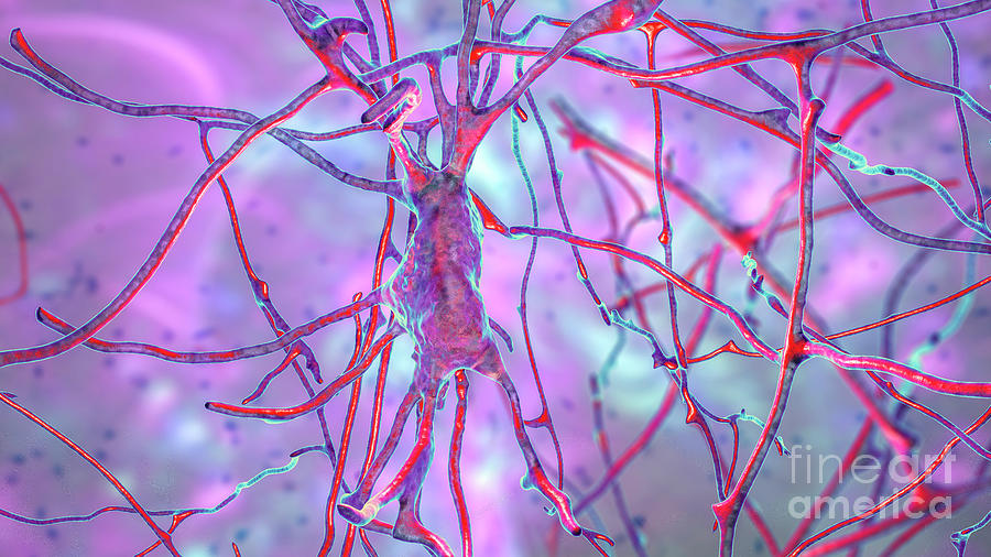 Human Brain Nerve Cells Photograph by Kateryna Kon/science Photo ...