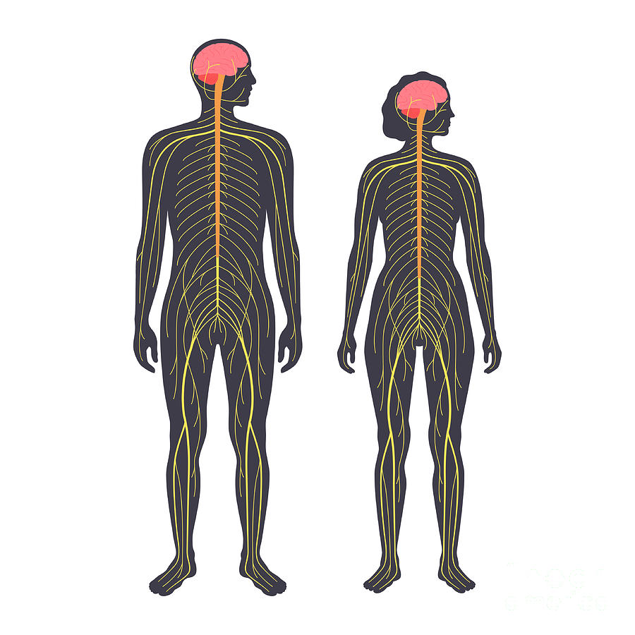 Human Nervous System Photograph by Pikovit / Science Photo Library ...