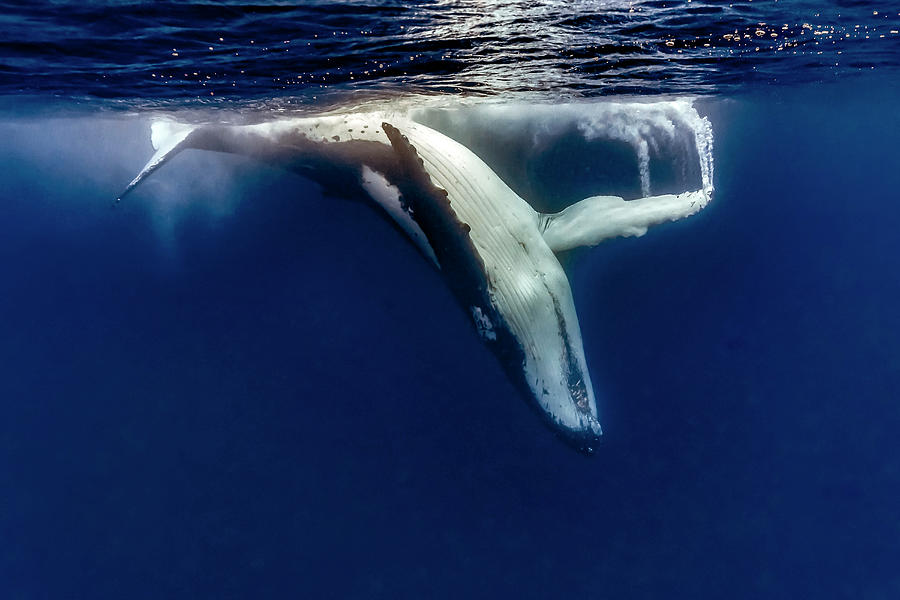 Humpback Whale Megaptera Novaeangliae #19 Photograph by Bruce Shafer