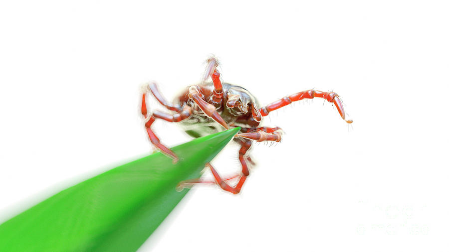 3d Photograph - Illustration Of A Tick On A Blade Of Grass by Sebastian Kaulitzki/science Photo Library 3d Photograph - Illustration Of A Tick On A Blade Of Grass by Sebastian Kaulitzki/science Photo Library