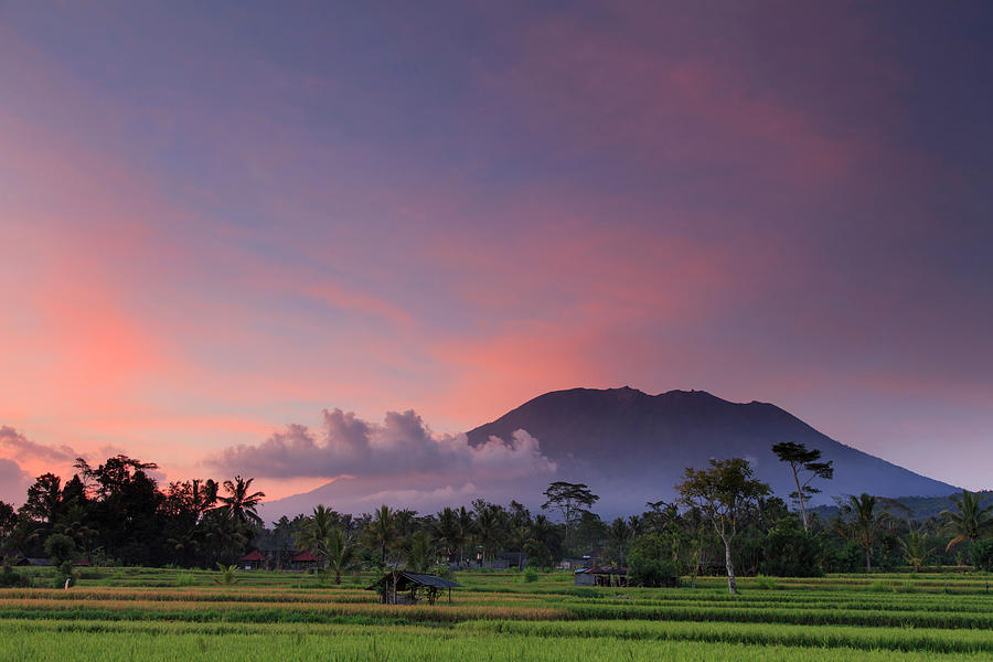 Indonesia, Bali, Rice Fields And by Michele Falzone
