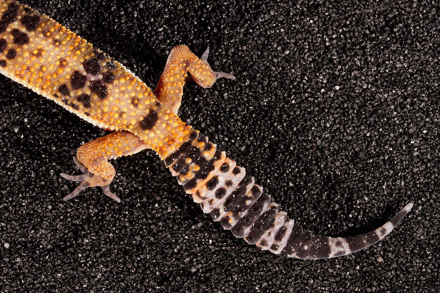 Leopard Gecko Eublepharis Macularius #19 Photograph by David Kenny