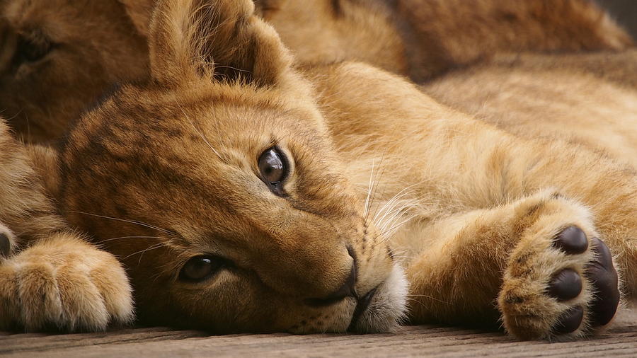 Lion cub by Eye to Eye Xperience Lion cub by Eye to Eye Xperience