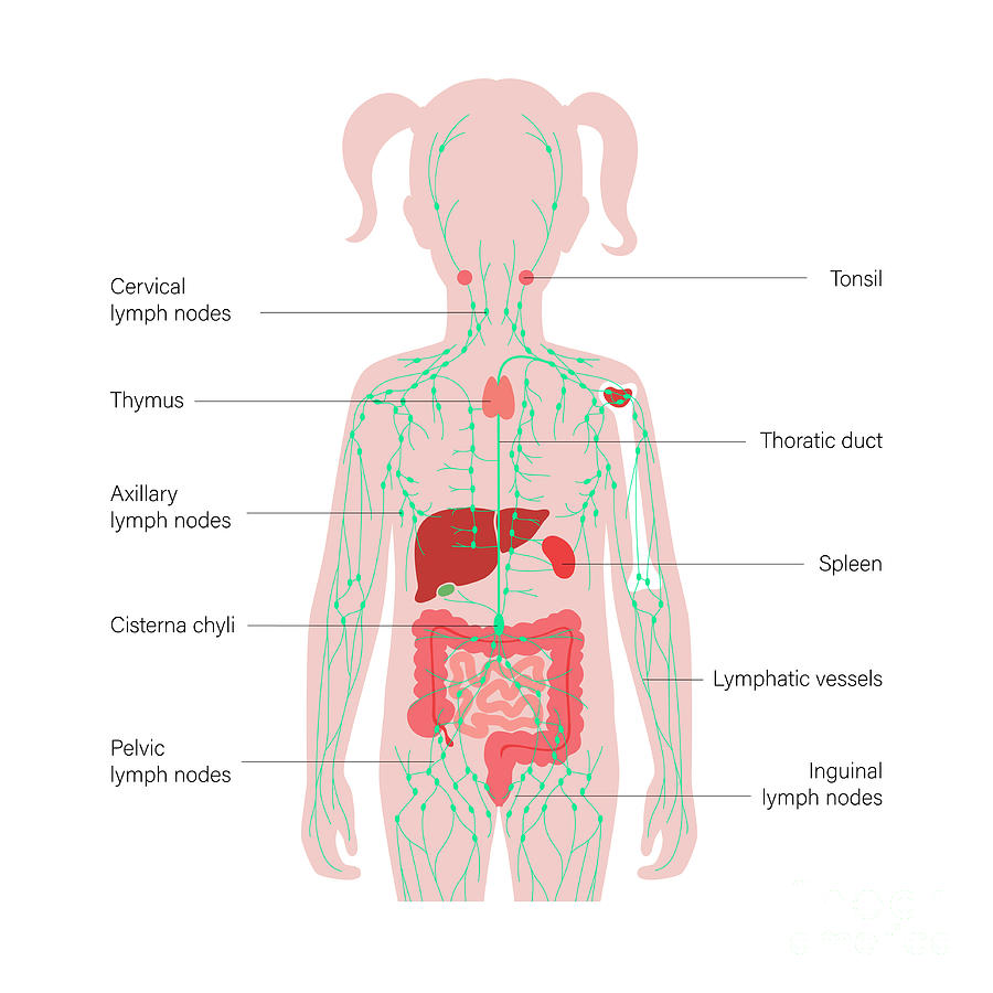 Lymphatic System And Organs Photograph By Pikovit Science Photo Library Fine Art America