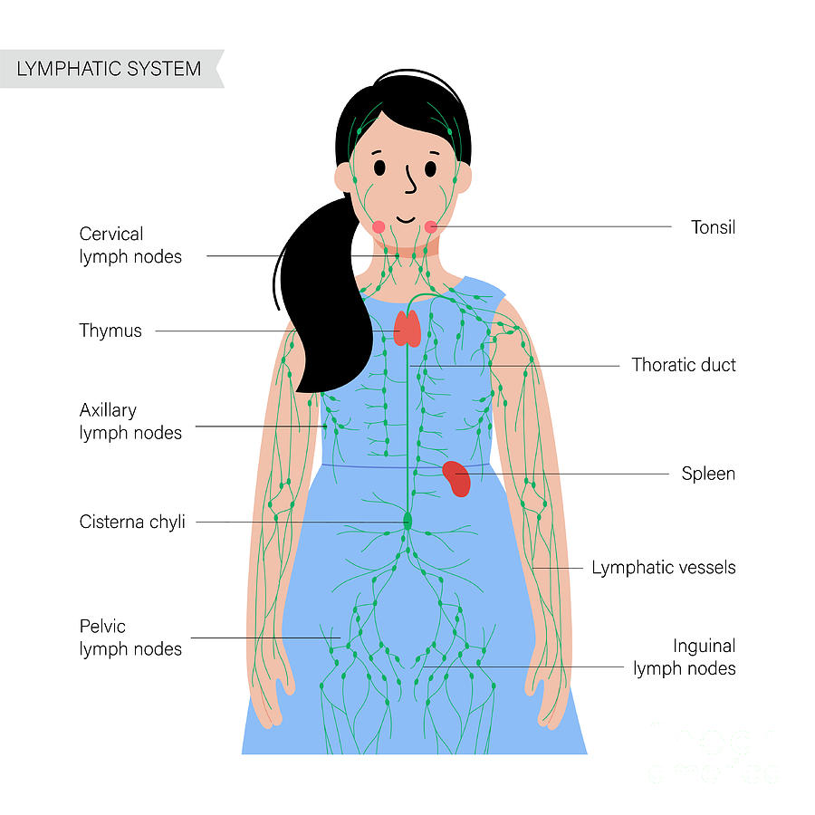 Lymphatic System #19 Photograph by Pikovit / Science Photo Library ...