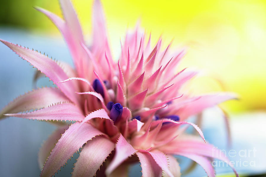 Pink Bromeliad Flower #19 Photograph by Raul Rodriguez