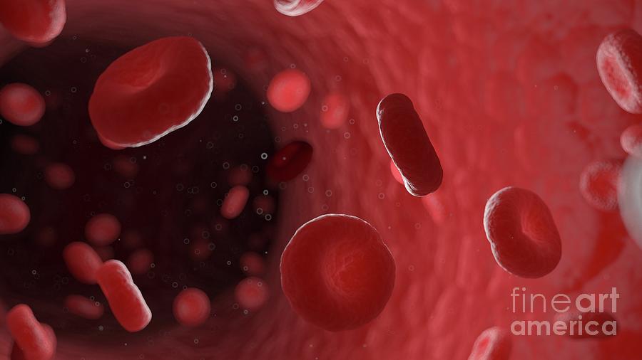 Red Blood Cells In A Human Artery Photograph by Sebastian Kaulitzki ...