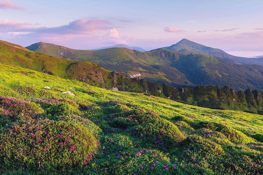 Summer Photograph - Rhododendron Flowers Covered Mountains #19 by Ivan Kmit