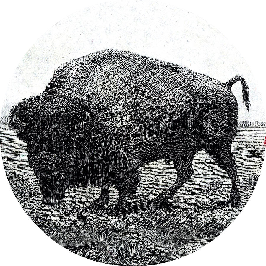 Buffalo Digital Art - 1901 $10 Bill Bison Detail by US Treasury