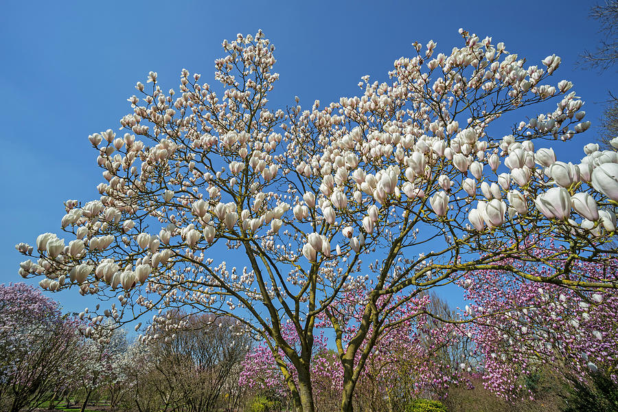 Magnolia Stellata Blooming Photograph by Arterra Picture Library
