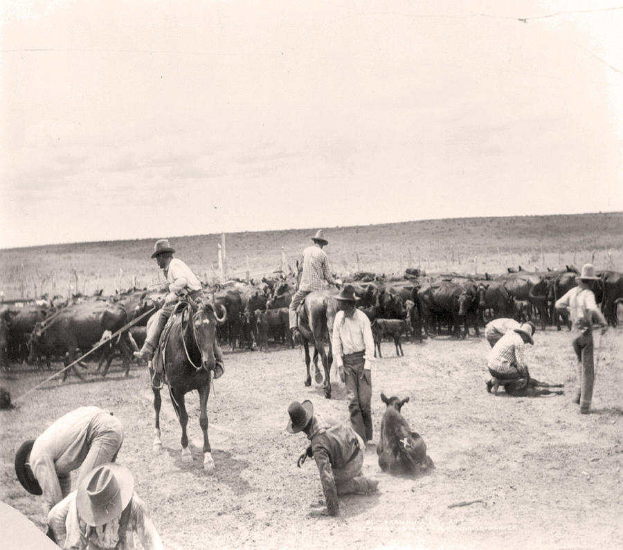 1904 Photo  Cowboys Roping  Branding  RANCH  cows Painting by Celestial Images