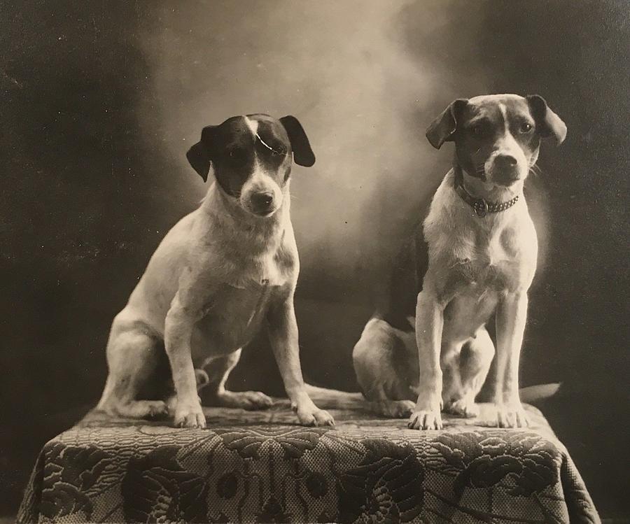 1910 Vintage Two Dogs Rat Terriers Pet Sitting on Table Painting by Celestial Images