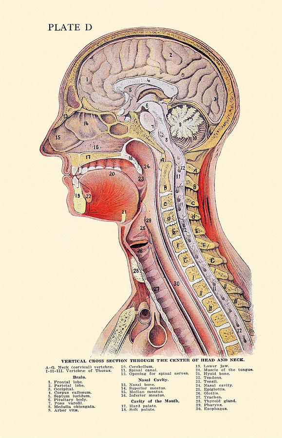 1920 Astonishing Cross-Section of The Human Head Anatomical Plate. Painting by Surrender Dorothy