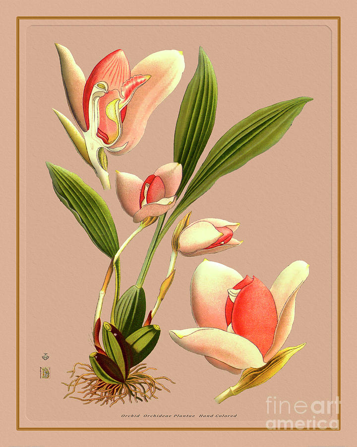 Orchid Flower Orchideae Plantae Flora Painting