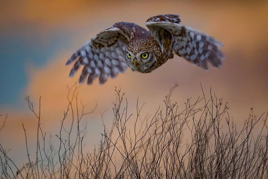 Little Owl #195 Photograph by David Manusevich Little Owl #195 Photograph by David Manusevich