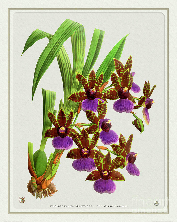 Vintage Drawing - Orchid Vintage Print on Tinted Paperboard by Baptiste Posters
