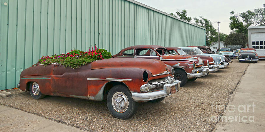 1950 Mercury Flowerbed Photograph by Catherine Sherman