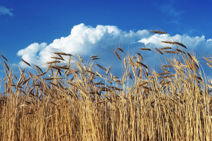 1970s Field Of Wheat Stalks Blue Sky Photograph by Panoramic Images