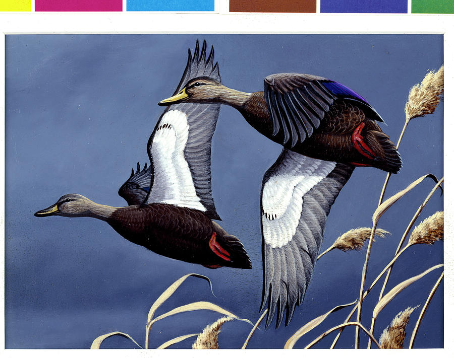 Animal Painting - 1984 Black Ducks by Wilhelm Goebel