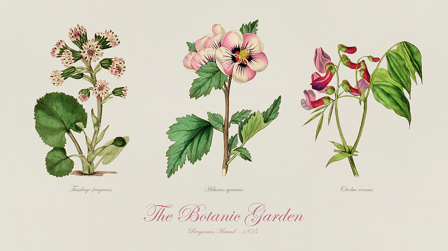 Flower Drawing - 19th Century botanical illustrations of flowers - The Botanic Garden by Benjamin Maund by SP JE Art