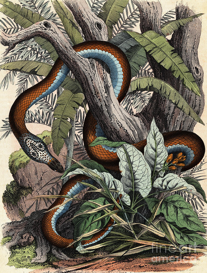 19th-century Print Depicting A Cobra Photograph by Bettmann