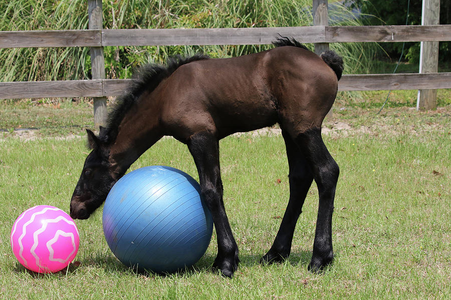 Horse Photograph - 1c9a0038 Friesian Foal Playing With Horseballs, Bluffview Clydesdales And Friesians, Fl by Bob Langrish