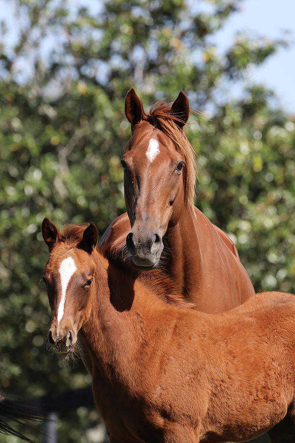 Horse Photograph - 1c9a9115 Thoroughbred Mare And Foal, Y-lo Racing Stables, Fl by Bob Langrish