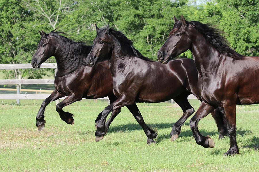Horse Photograph - 1c9a9484 Friesians, Bluffview Clydesdales And Friesians, Fl by Bob Langrish