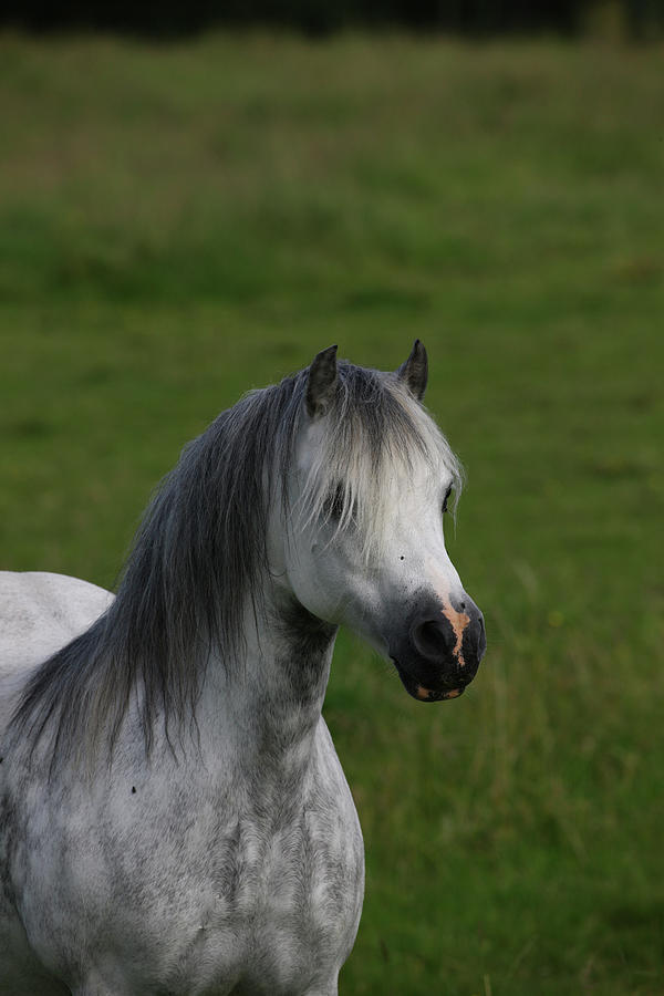 1z5f9525 Welsh Pony, Brynseion Stud, Uk Photograph by Bob Langrish ...