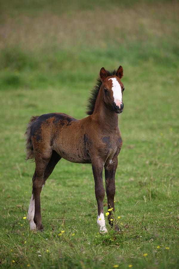 Animal Photograph - 1z5f9534 Welsh Pony Foal, Brynseion Stud, Uk by Bob Langrish