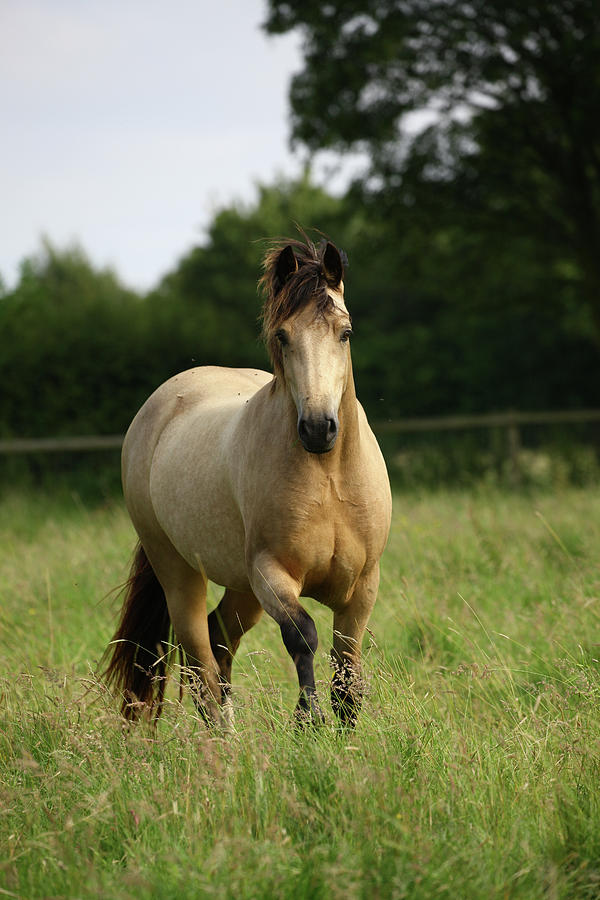 1z5f9563 Welsh Pony, Brynseion Stud, Uk Photograph By Bob Langrish - Pixels