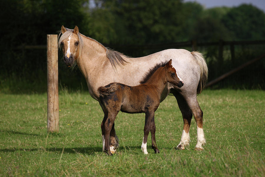 Animal Photograph - 1z5f9571 Welsh Pony Mare And Foal, Brynseion Stud, Uk by Bob Langrish