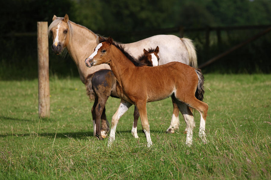 Animal Photograph - 1z5f9581 Welsh Pony Mare And Foals, Brynseion Stud, Uk by Bob Langrish