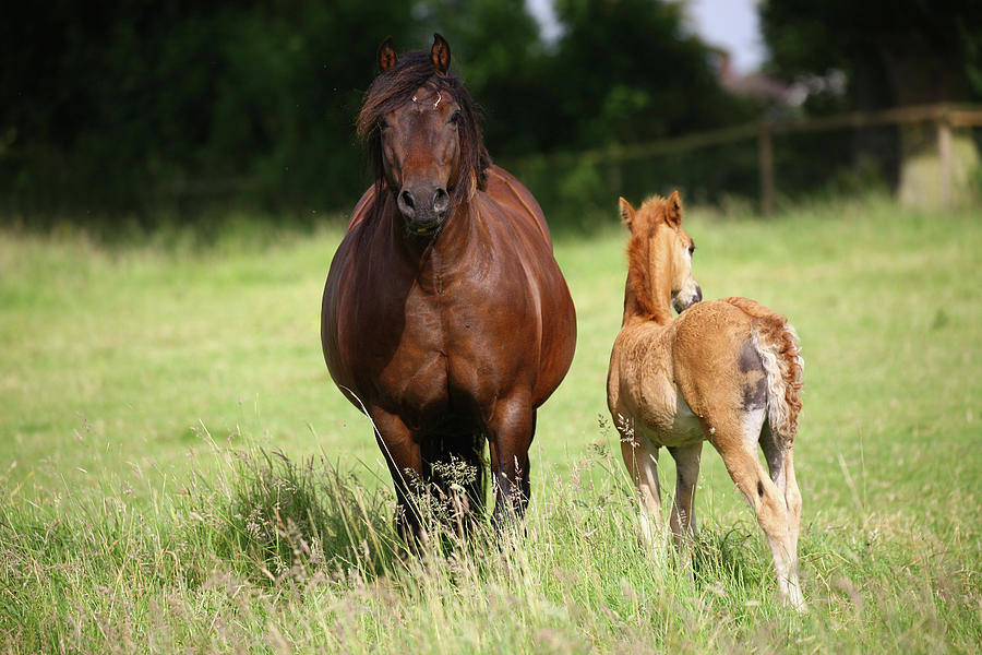 Animal Photograph - 1z5f9585 Welsh Pony Mare And Foal, Brynseion Stud, Uk by Bob Langrish